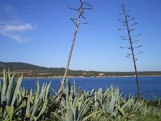 Actinia *